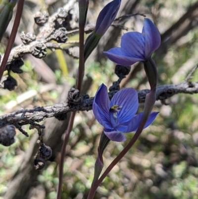 Thelymitra alpicola (Striped Alpine Sun Orchid) by MattM