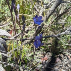 Thelymitra alpicola at suppressed - 8 Jan 2023