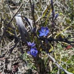 Thelymitra alpicola at suppressed - 8 Jan 2023