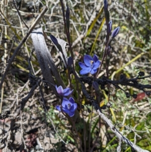 Thelymitra alpicola at suppressed - 8 Jan 2023