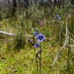 Thelymitra cyanea (Veined Sun Orchid) - 1 Jan 1900 by MattM