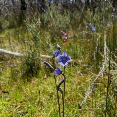 Thelymitra cyanea (Veined Sun Orchid) - 1 Jan 1900 by MattM