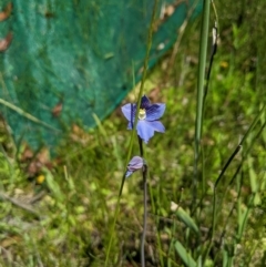 Thelymitra cyanea (Veined Sun Orchid) - 1 Jan 1900 by MattM