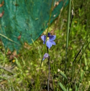 Thelymitra cyanea at Paddys River, ACT - 8 Jan 2023