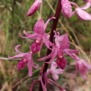 Dipodium roseum at Cook, ACT - suppressed