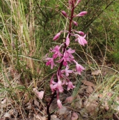 Dipodium roseum at Cook, ACT - suppressed