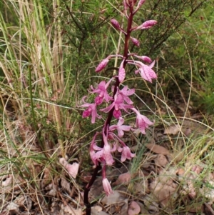 Dipodium roseum at Cook, ACT - suppressed