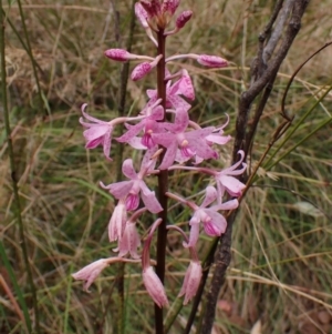 Dipodium roseum at Cook, ACT - suppressed