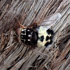 Formosia (Euamphibolia) speciosa (Bristle fly) at Aranda Bushland - 5 Jan 2023 by CathB