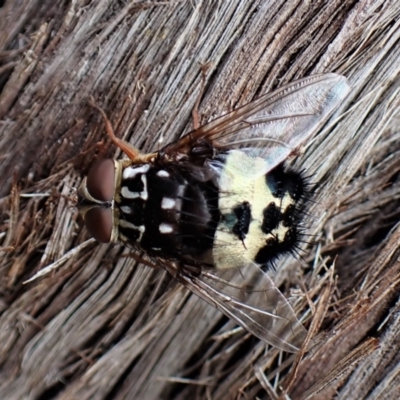 Formosia (Euamphibolia) speciosa (Bristle fly) at Aranda Bushland - 5 Jan 2023 by CathB