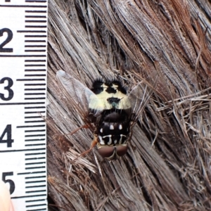 Formosia (Euamphibolia) speciosa at Aranda, ACT - 5 Jan 2023 04:51 PM