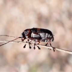 Aporocera (Aporocera) rufoterminalis (Leaf beetle) at Aranda, ACT - 5 Jan 2023 by CathB