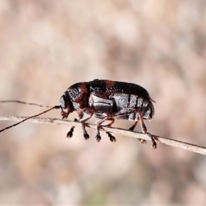 Aporocera (Aporocera) rufoterminalis at Aranda, ACT - 5 Jan 2023