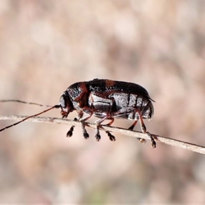 Aporocera (Aporocera) rufoterminalis (Leaf beetle) at Aranda, ACT - 5 Jan 2023 by CathB
