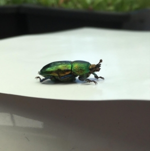 Lamprima aurata at Weetangera, ACT - suppressed