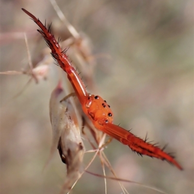 Arkys walckenaeri (Triangle spider) at Aranda Bushland - 5 Jan 2023 by CathB