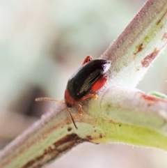 Arsipoda laeviceps (a red-legged flea beetle) at Molonglo Valley, ACT - 5 Jan 2023 by CathB