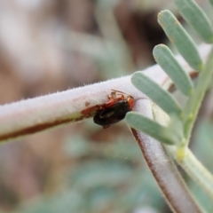 Arsipoda laeviceps at GG292 - 5 Jan 2023