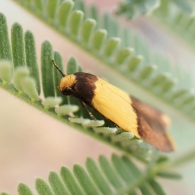 Heteroteucha dichroella (A Concealer moth (Wingia Group)) at Molonglo Valley, ACT - 5 Jan 2023 by CathB