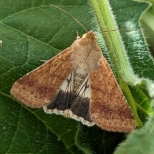 Helicoverpa punctigera at Page, ACT - 8 Jan 2023