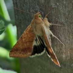 Helicoverpa punctigera at Page, ACT - 8 Jan 2023