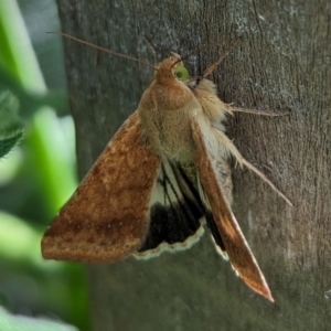 Helicoverpa punctigera at Page, ACT - 8 Jan 2023