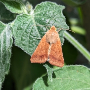 Helicoverpa punctigera at Page, ACT - 8 Jan 2023