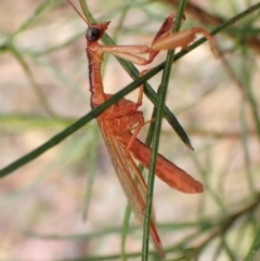 Campion sp. (genus) (Mantis Fly) at Cook, ACT - 5 Jan 2023 by CathB