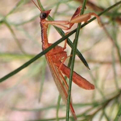 Campion sp. (genus) (Mantis Fly) at Aranda Bushland - 5 Jan 2023 by CathB