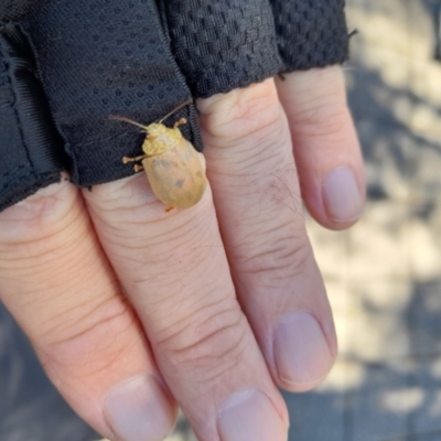 Paropsis atomaria (Eucalyptus leaf beetle) at Kosciuszko National Park - 8 Jan 2023 by VanceLawrence