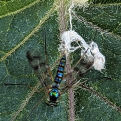 Dolichopodidae (family) (Unidentified Long-legged fly) at Page, ACT - 8 Jan 2023 by CattleDog