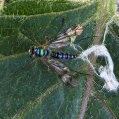 Dolichopodidae (family) at Page, ACT - suppressed