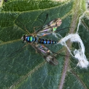 Dolichopodidae (family) at Page, ACT - 8 Jan 2023