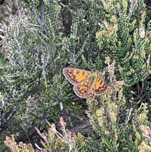 Oreixenica orichora at Cotter River, ACT - 8 Jan 2023 02:46 PM