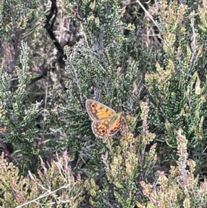 Oreixenica orichora at Cotter River, ACT - 8 Jan 2023 02:46 PM