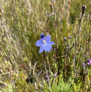 Thelymitra cyanea at Cotter River, ACT - suppressed