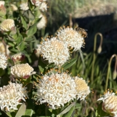 Pimelea ligustrina subsp. ciliata at Cotter River, ACT - 8 Jan 2023 by Mavis