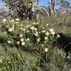 Pimelea ligustrina subsp. ciliata at Cotter River, ACT - 8 Jan 2023 08:23 AM