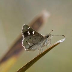 Pasma tasmanica (Two-spotted Grass-skipper) at Rossi, NSW - 1 Jan 2023 by DPRees125