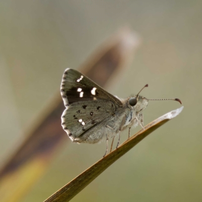 Pasma tasmanica (Two-spotted Grass-skipper) at Rossi, NSW - 1 Jan 2023 by DPRees125