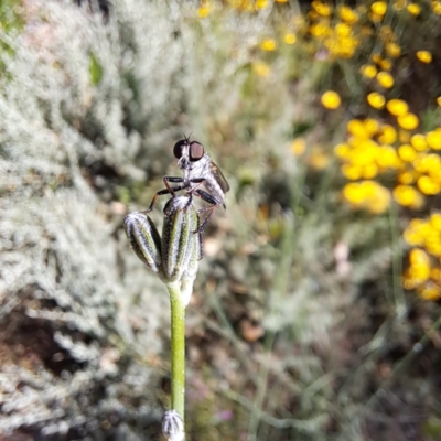 Cerdistus sp. (genus) (Yellow Slender Robber Fly) at Watson, ACT - 8 Jan 2023 by abread111