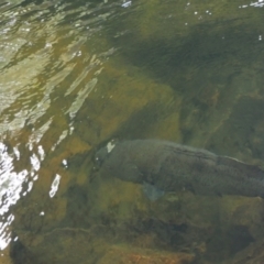 Maccullochella macquariensis (Trout Cod) at Cotter River, ACT - 8 Jan 2023 by thingofthejungle