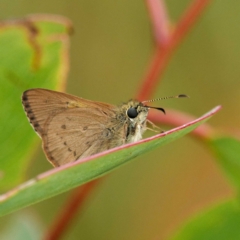 Timoconia flammeata at Rossi, NSW - 1 Jan 2023