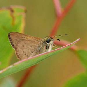 Timoconia flammeata at Rossi, NSW - 1 Jan 2023