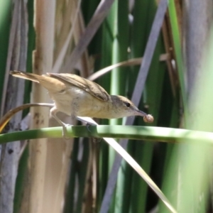 Acrocephalus australis at Isabella Plains, ACT - 8 Jan 2023 11:49 AM