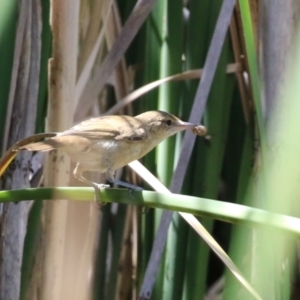 Acrocephalus australis at Isabella Plains, ACT - 8 Jan 2023 11:49 AM