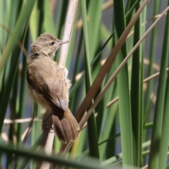 Acrocephalus australis at Isabella Plains, ACT - 8 Jan 2023 11:49 AM