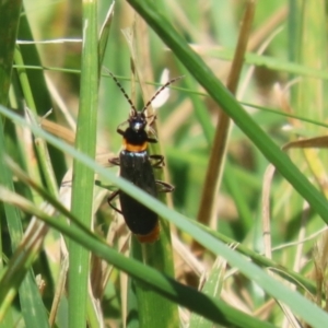 Chauliognathus lugubris at Isabella Plains, ACT - 8 Jan 2023