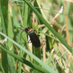 Chauliognathus lugubris at Isabella Plains, ACT - 8 Jan 2023