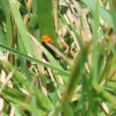 Chauliognathus lugubris at Isabella Plains, ACT - 8 Jan 2023